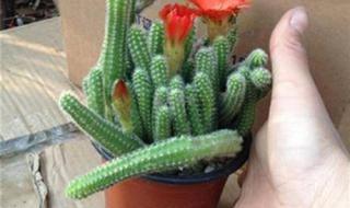 植物大战僵尸2金手指 植物大战僵尸2金手指